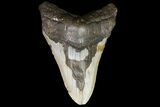 Bargain, Megalodon Tooth - North Carolina #83948-1